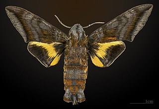 <i>Eupyrrhoglossum corvus</i> Species of moth