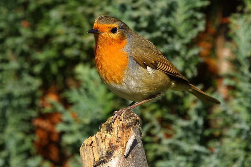 File:European Robin - Erithacus rubecula-2.jpg