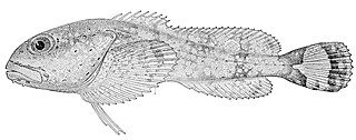 <i>Eurymen</i> Genus of fishes