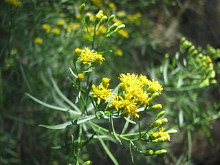 <i>Euthamia caroliniana</i> Species of flowering plant