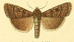 Euxoa Intlerabilis.jpg