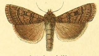 <i>Euxoa intolerabilis</i> Species of moth