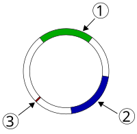 An example plasmid with two areas of antibiotic resistance coding DNA (1,2) and an origin of replication (3). Example plasmid.svg