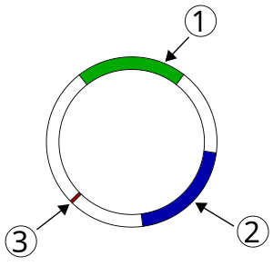 Plasmid