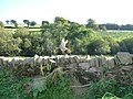 Exmoor , Stone Wall and Pheasant - geograph.org.uk - 1508059.jpg
