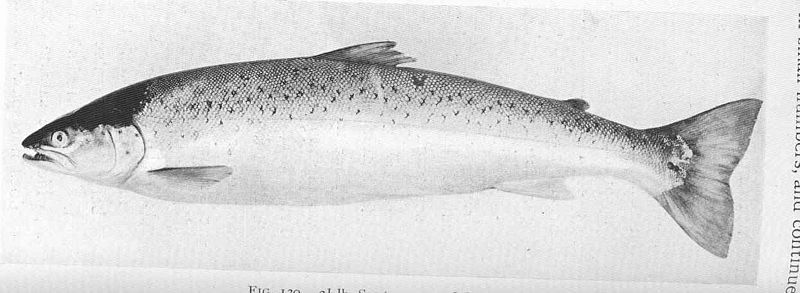 File:FMIB 49606 2 12-lb Sea-trout 1st July 1904.jpeg