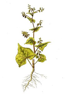 <i>Fagopyrum tataricum</i> Species of plant