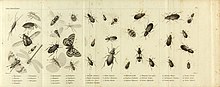 Faune entomologique des environs de Paris (9408704708).jpg