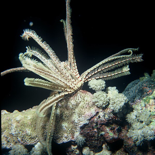 File:Feather Star (Lamprometra palmata).jpg