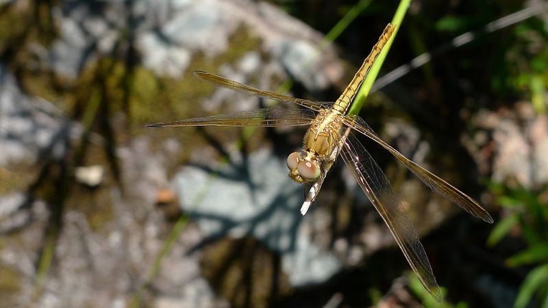 File:Female Scarlet Percher (12008129604).jpg