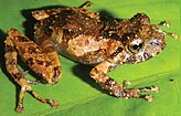 Pristimantis ashaninka