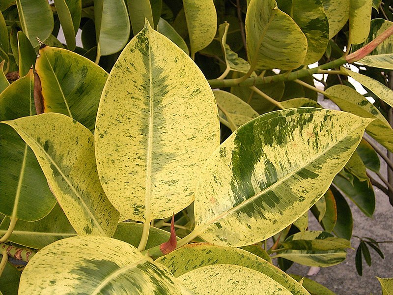 File:Ficus elastica (Los Cancajos) 02 ies.jpg