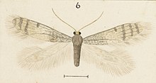 Illustration by Hudson. Fig 6 MA I437900 TePapa Plate-XXXIX-The-butterflies full (cropped).jpg