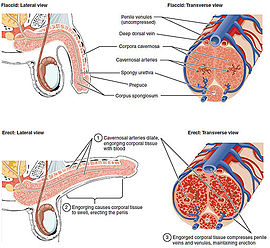 Figure 28 01 06.jpg