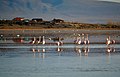 Flamingos - panoramio (5).jpg