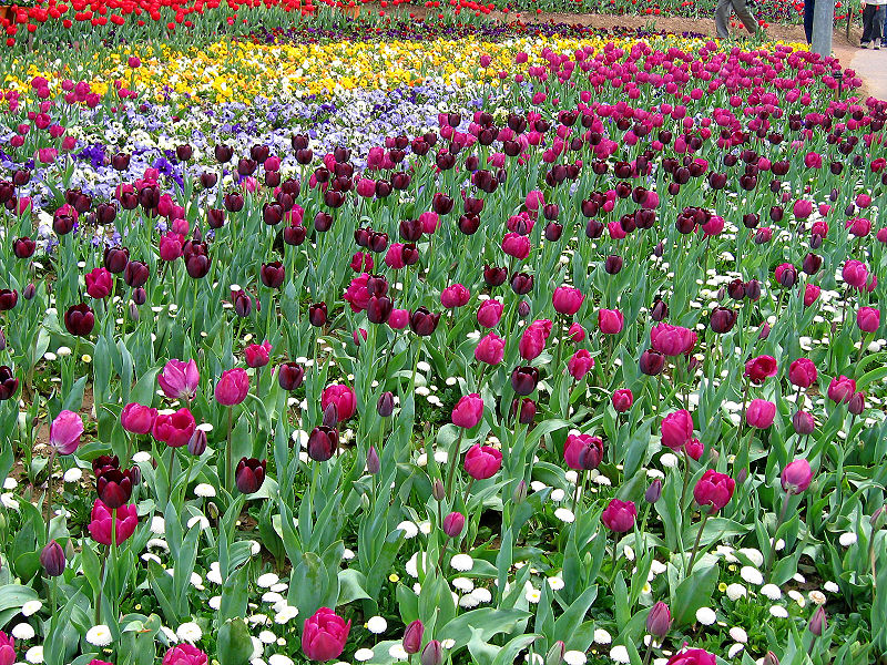 File:Floriade canberra18.jpg