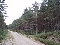 Forestry Road - geograph.org.uk - 215468.jpg