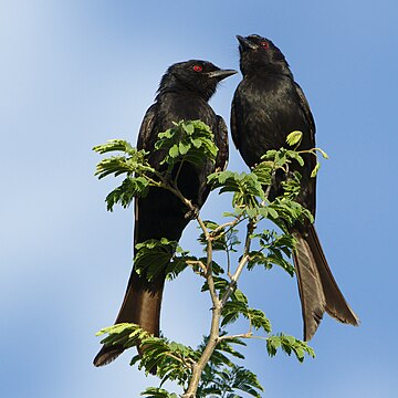 Drongo cynffonfforchog