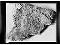 Fossil from Ediacara(GN14256).jpg