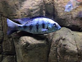 Fossorochromis rostratus