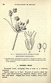 Foundations of botany (Page 24) BHL23642288.jpg