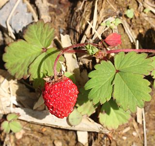 <i>Fragaria iinumae</i> Species of strawberry
