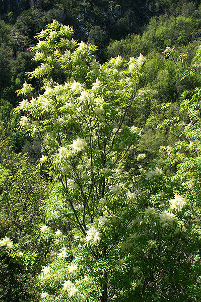 File:Fraxinus ornus JPG2.jpg