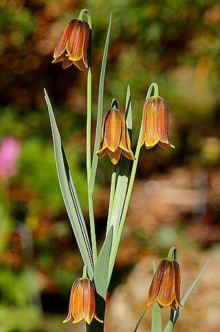 <i>Fritillaria drenovskii</i> Species of flowering plant