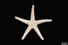 File:Fromia ghardaqana - AST-000105 hab-dor.tif (Category:Echinodermata in the Natural History Museum of Denmark)