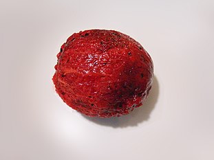 Fruto de Stenocereus queretaroensis.jpg