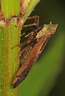 Cyrpoptus sp. Fulgorid Planthopper - Cyrpoptus belfragei%3F, Colchester Park, Mason Neck, Virginia - 28118728713.jpg