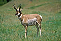 A male pronghorn