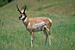 Vorschaubild für Gabelbock