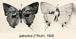 <i>Iolaus gabunica</i> Species of butterfly