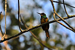 Thumbnail for White-chinned jacamar