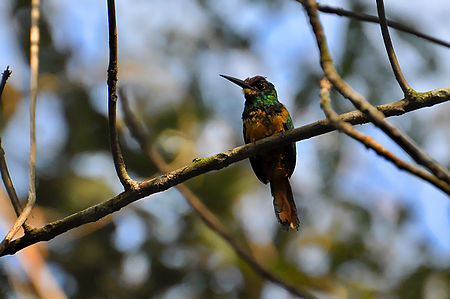 Galbula tombacea.jpg