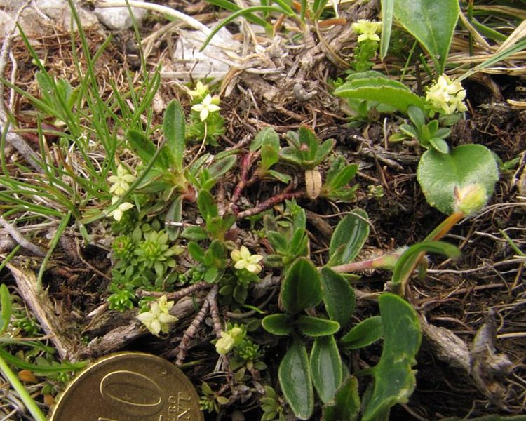 File:Galium noricum PID1997-1.jpg