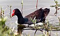 Gallinula galeata Common Gallinule Florida 750px.jpg