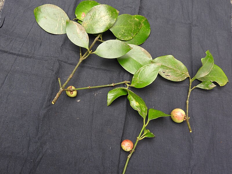 File:Garcinia morella-2-chemungi-kerala-India.jpg