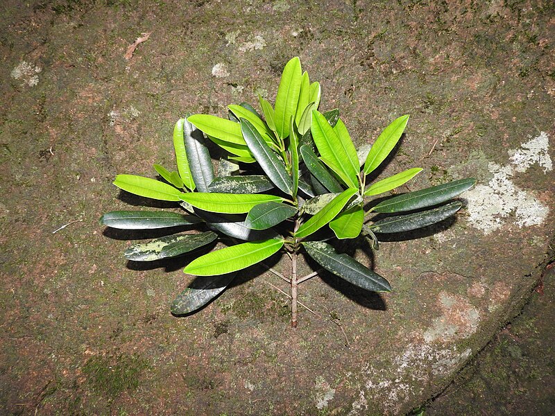 File:Garcinia travancorica-3-chemunji-kerala-India.jpg