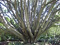 H. caffrum, Royal Botanic Gardens Sydney