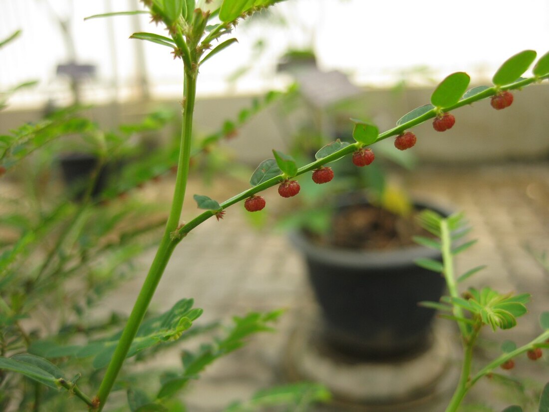 Phyllanthus urinaria