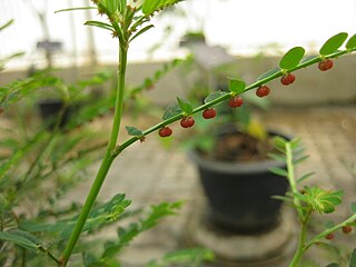 <i>Phyllanthus urinaria</i> Species of plant, herb