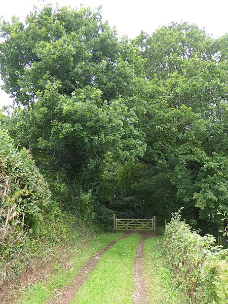 File:Gate into Ashilford Copse - geograph.org.uk - 5503097.jpg