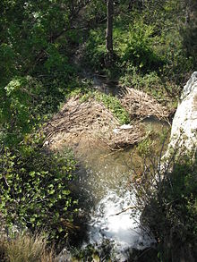 Gaudre de la Foux i Maussane-les-Alpilles.