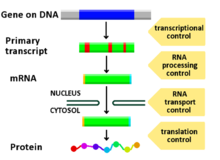 Regulation of gene expression - Wikipedia