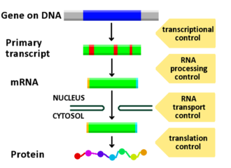 Regulation of various stages of gene expression Gene expression control.png