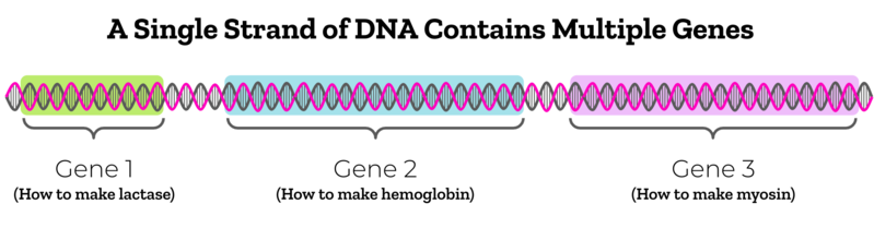 File:Genes on a Chromosome.png