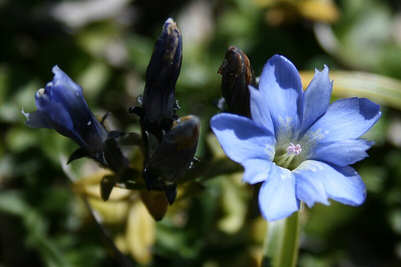 File:Gentiana nipponica in Mount Haku.jpg