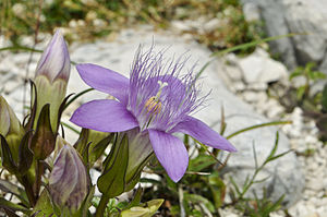 Gentianella aspera in Totes Gebirge.jpg